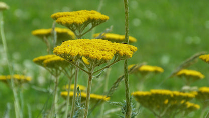 Achillea filipendulina &