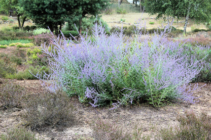 Perovskia atriplicifolia | Russian sage