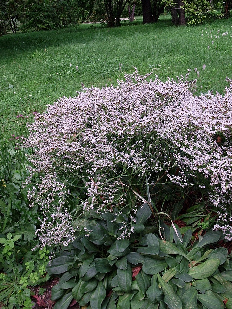 An image of a Limonium tataricum, commonly known as German statice, plant showing foliage and lilac-pink blooms against a green grass background.