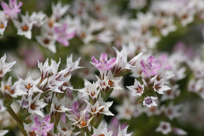 A close-up of Limonium tataricum flowers, showing their white and pink petals and green foliage.