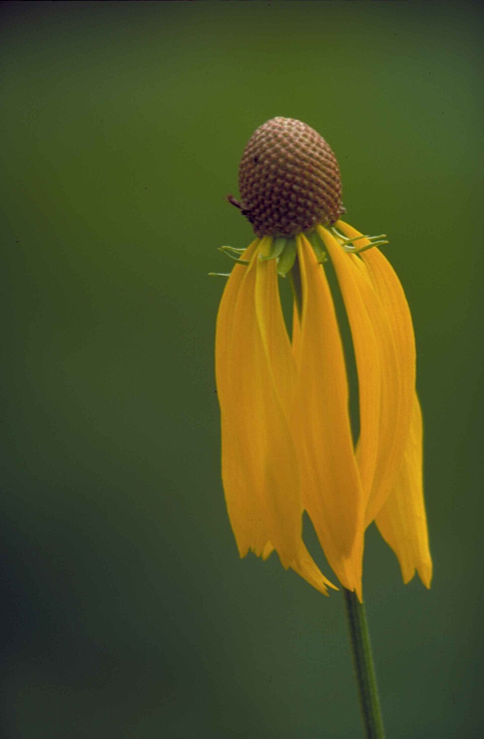 Yellow Ratibida pinnata, commonly known as drooping coneflower, flower with brown center against a green background