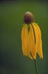 Yellow Ratibida pinnata, commonly known as drooping coneflower, flower with brown center against a green background