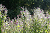 Tall Epilobium hirsutum, commonly known as hairy willowherb, plants with purple flowers swaying in a field with trees in the background