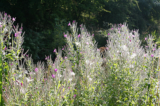 Tall Epilobium hirsutum, commonly known as hairy willowherb, plants with purple flowers swaying in a field with trees in the background