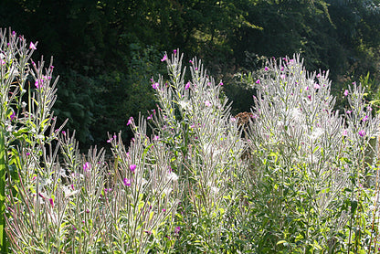 Tall Epilobium hirsutum, commonly known as hairy willowherb, plants with purple flowers swaying in a field with trees in the background