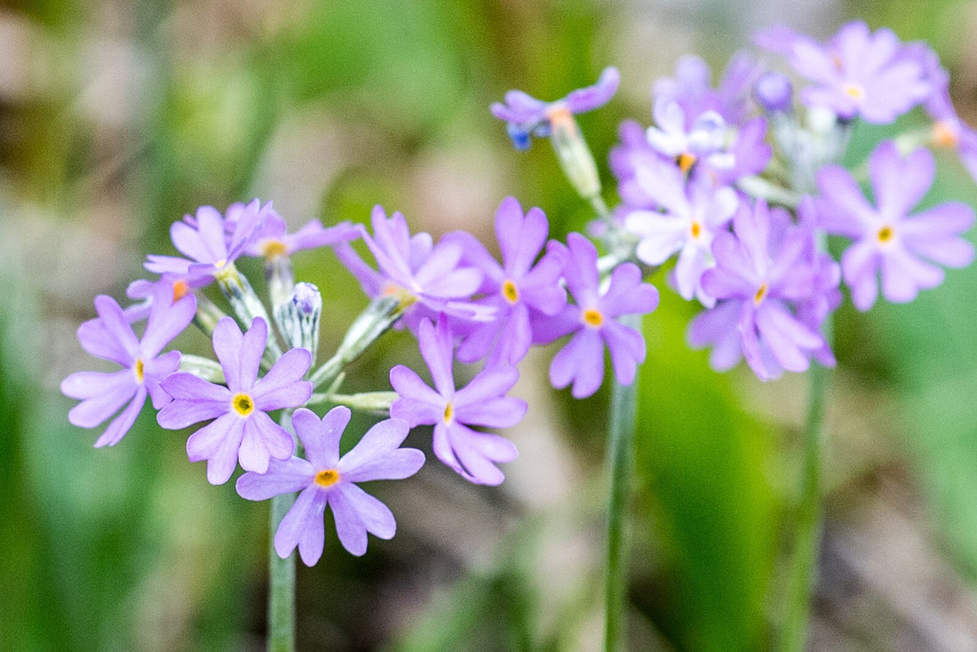 A cluster of purple Primula farinosa, also known as bird&