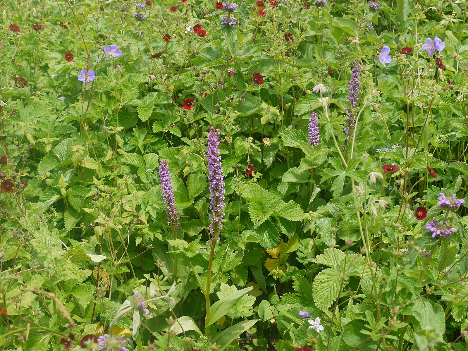 Field of green plants with purple flowers and red Potentilla atrosanguinea, commonly known as ruby cinquefoil, flowers