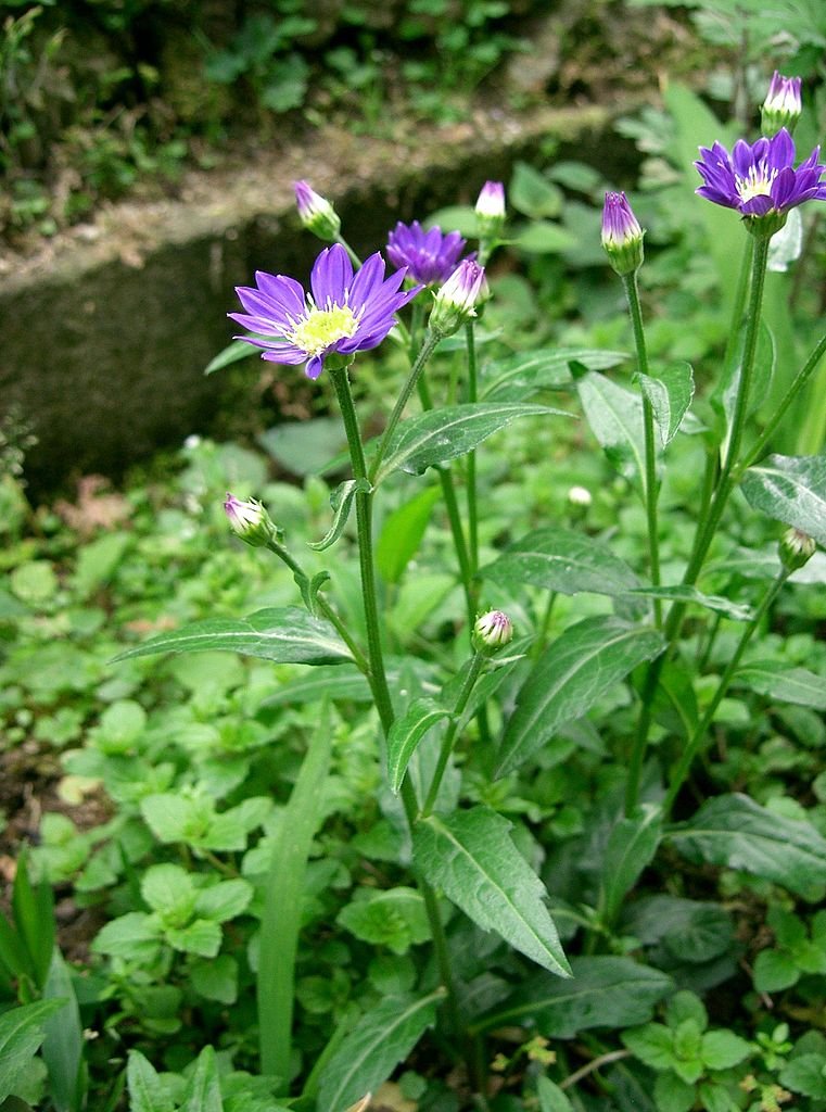 Gymnaster savatieri (Japanese aster)