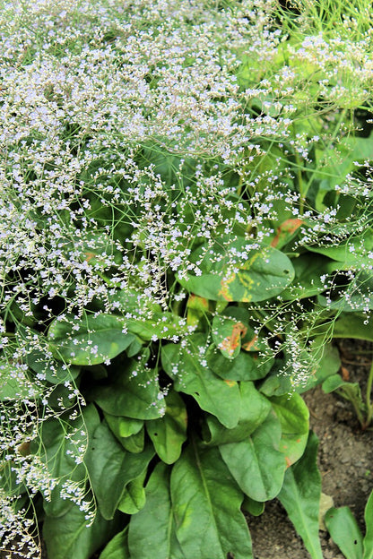 A close up image of a Limonium tataricum, commonly known as German statice, plant showing foliage and lilac-pink flowers.