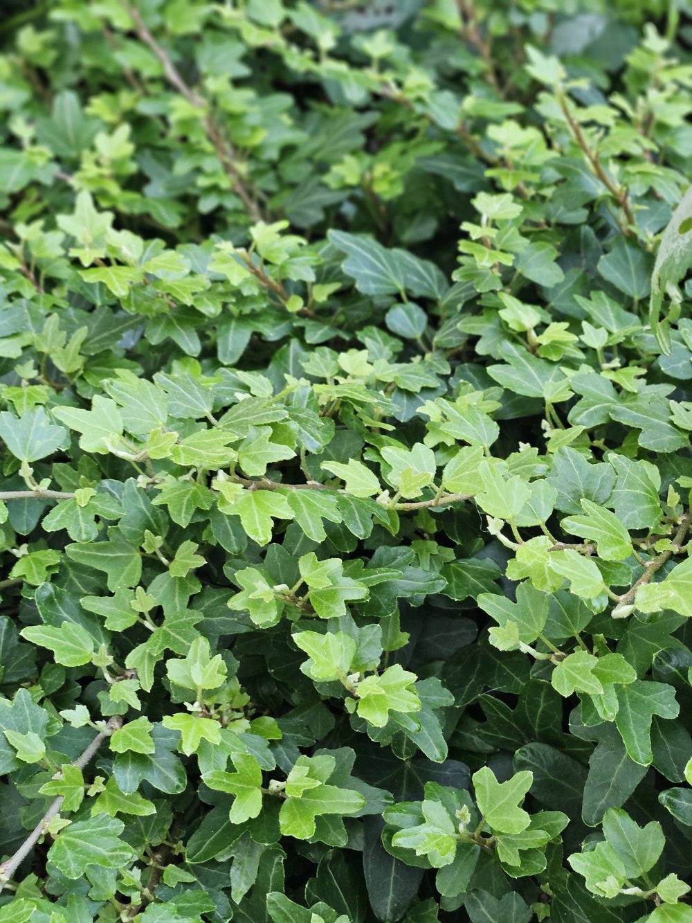 Hedera helix &