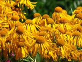 Close-up of bright yellow Helenium hoopesii, commonly known as orange sneezeweed, flowers with a blurred green background