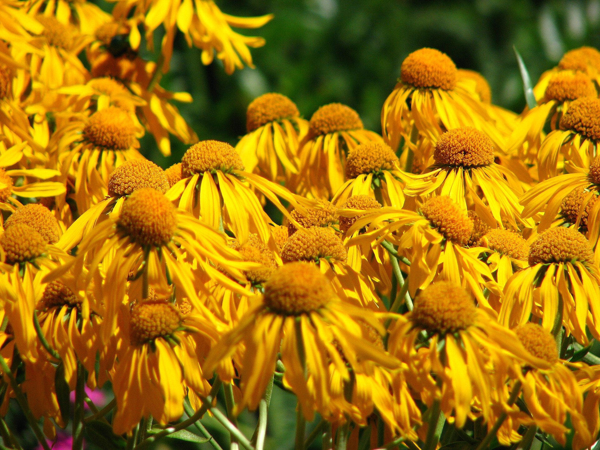 Close-up of bright yellow Helenium hoopesii, commonly known as orange sneezeweed, flowers with a blurred green background