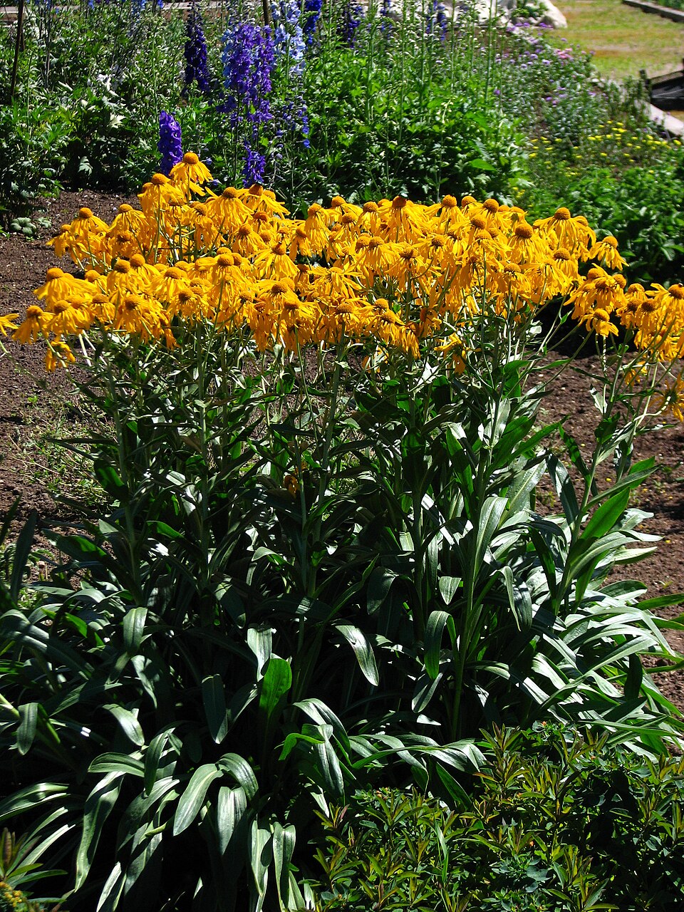 Yellow Helenium hoopesii, commonly known as orange sneezeweed,  flowers with green leaves in a garden setting