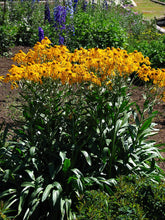 Yellow Helenium hoopesii, commonly known as orange sneezeweed,  flowers with green leaves in a garden setting