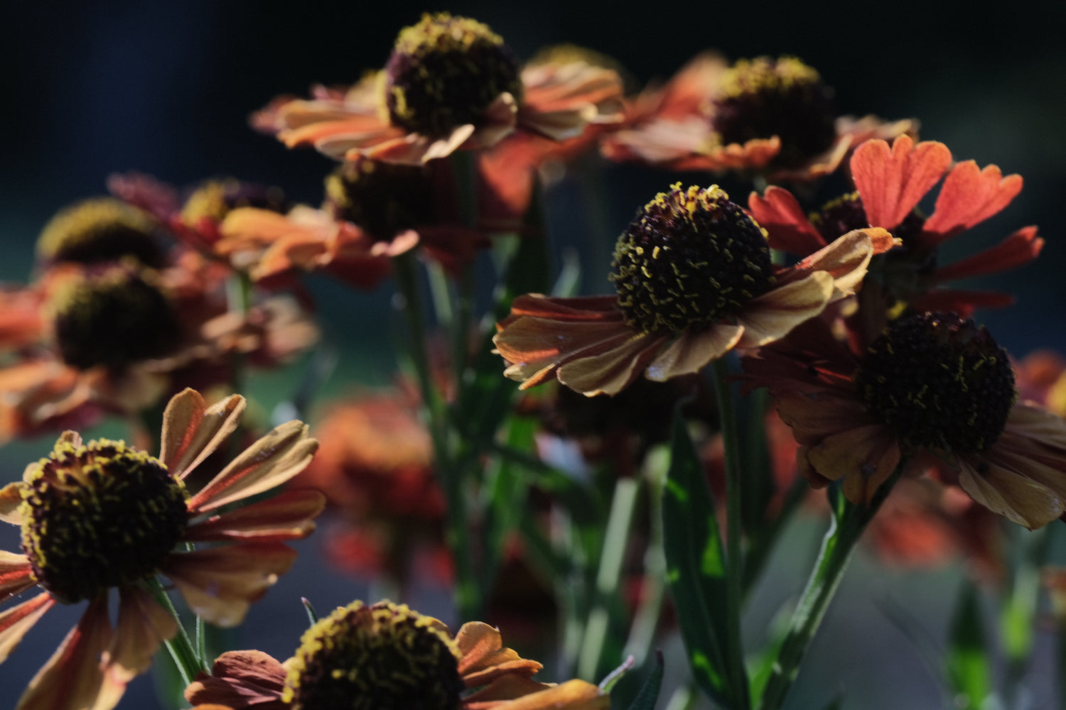 Helenium autumnale &