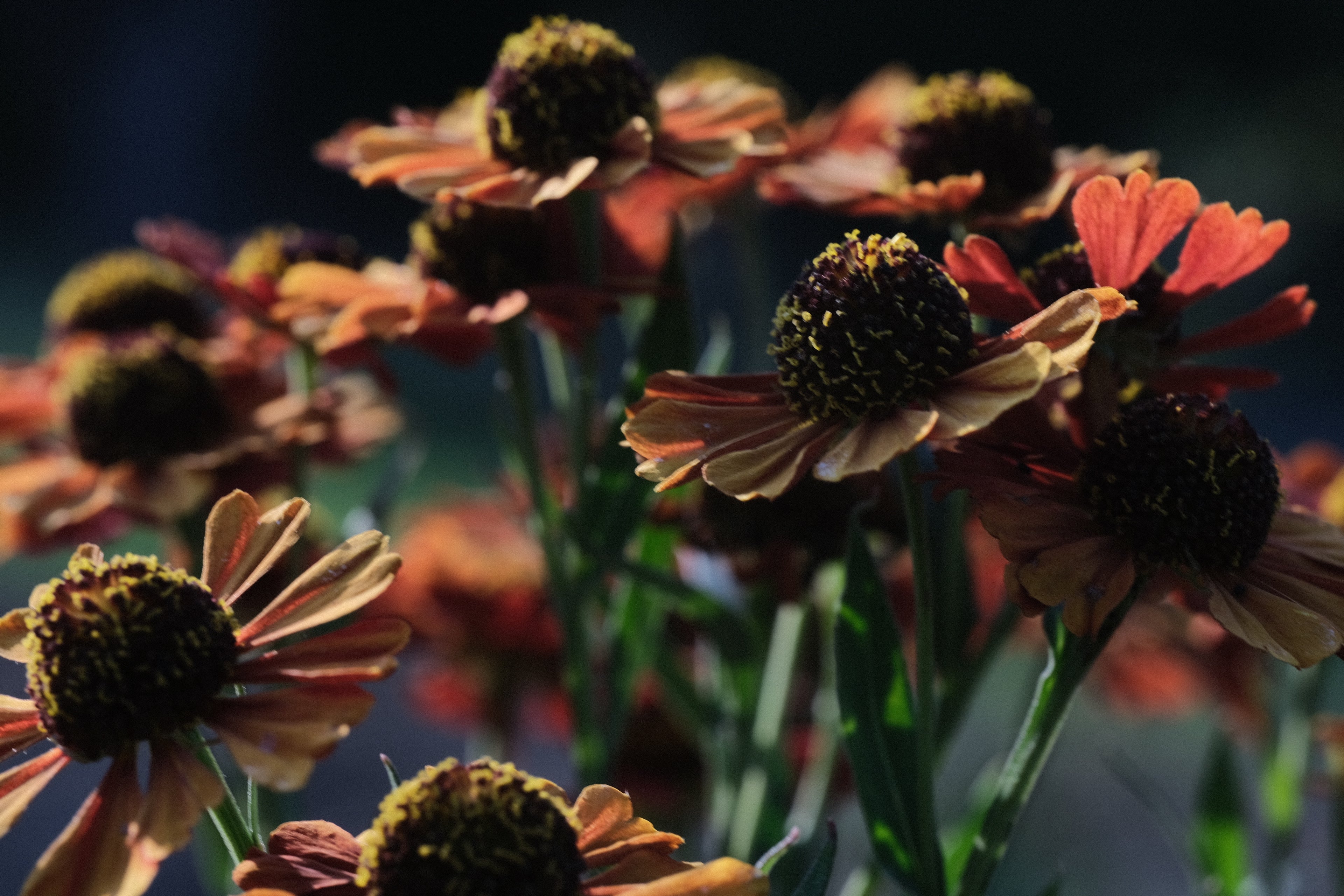 Helenium autumnale &