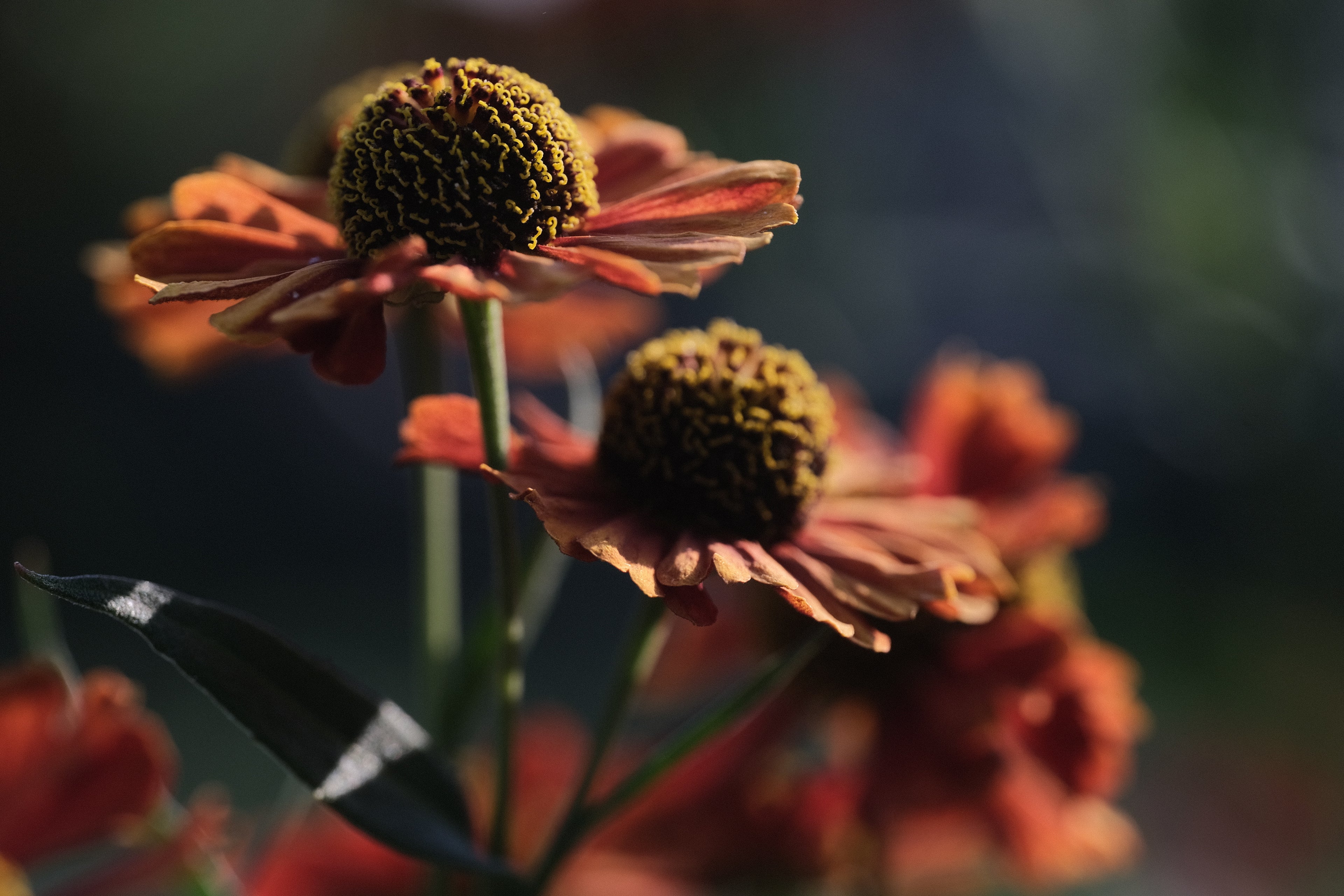 Helenium autumnale &