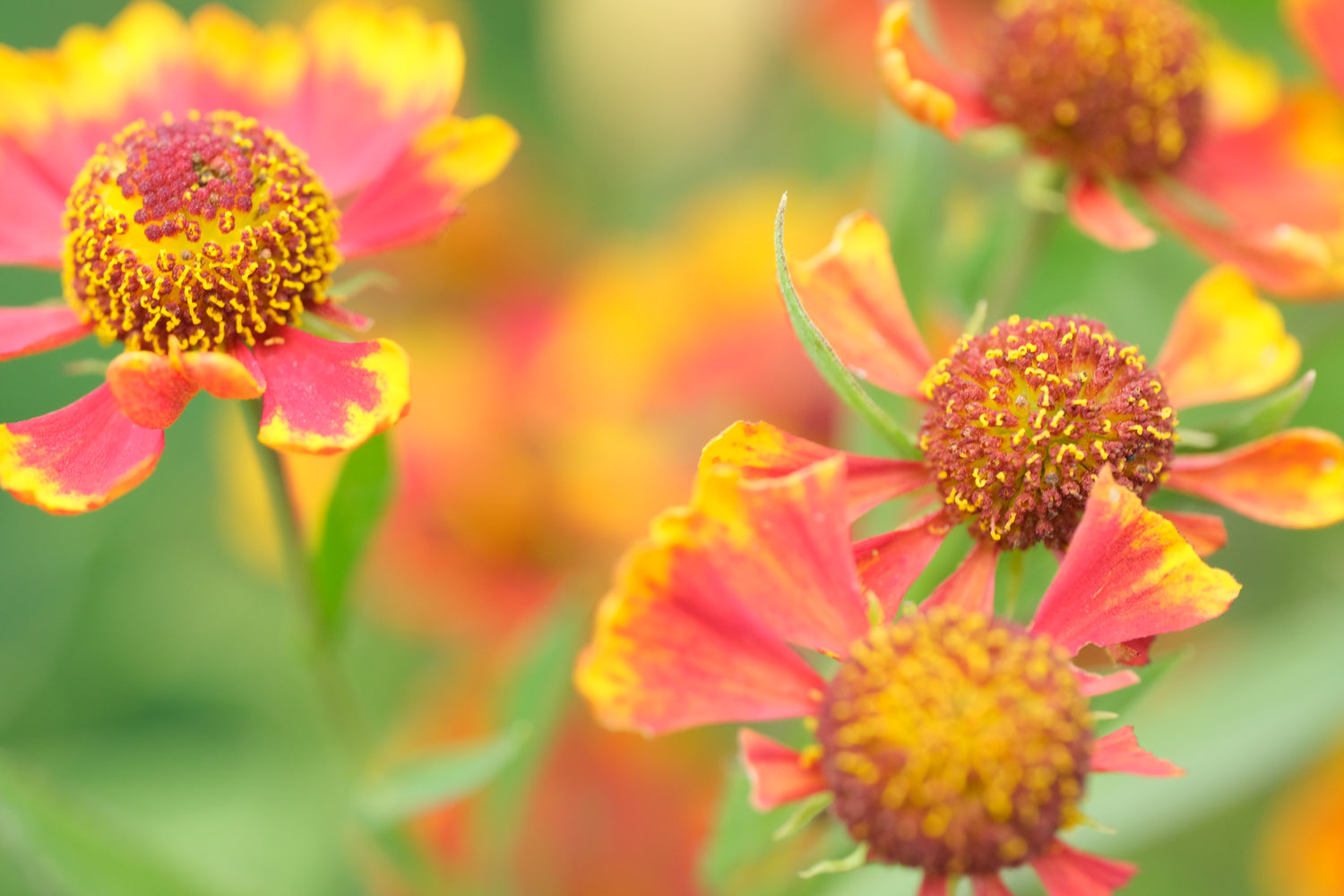 Helenium autumnale &