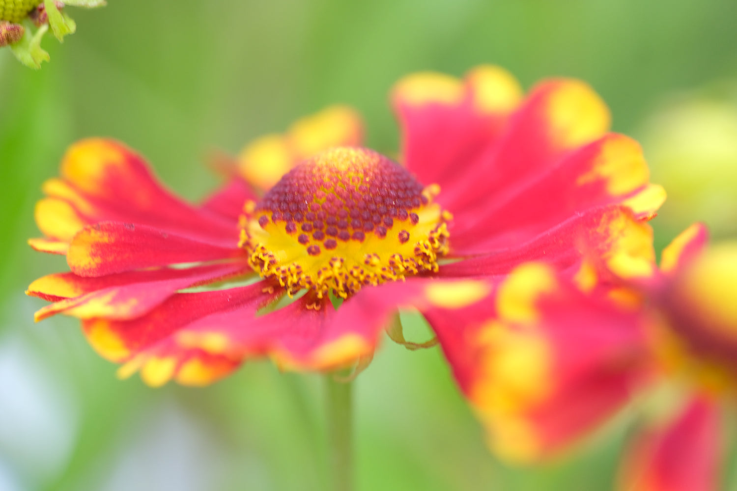 Helenium autumnale &