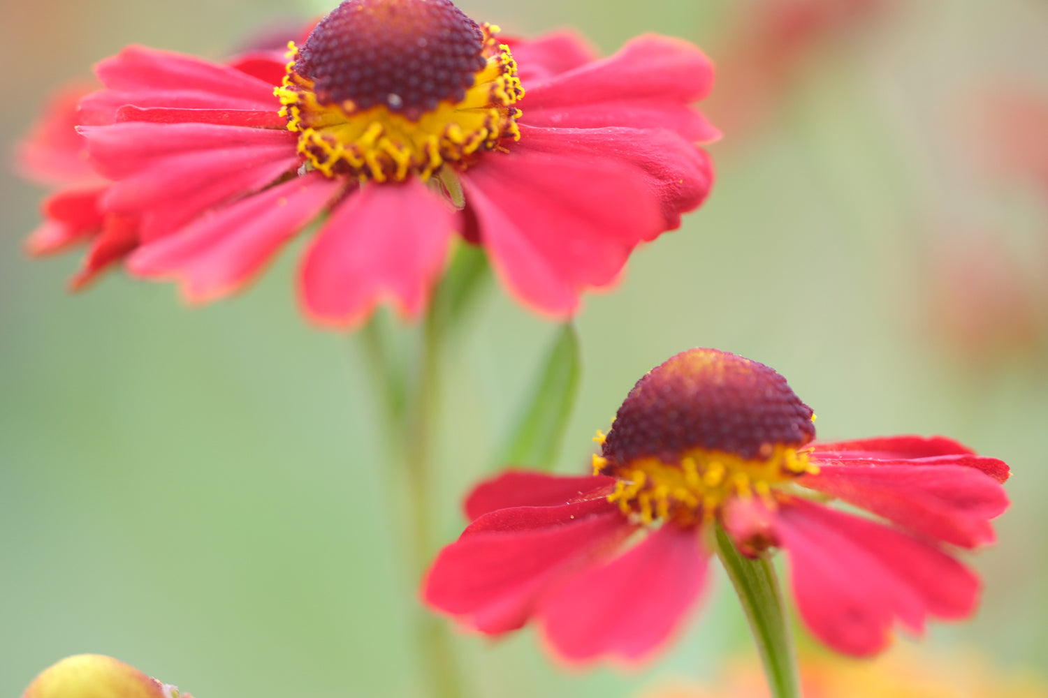 Helenium autumnale &