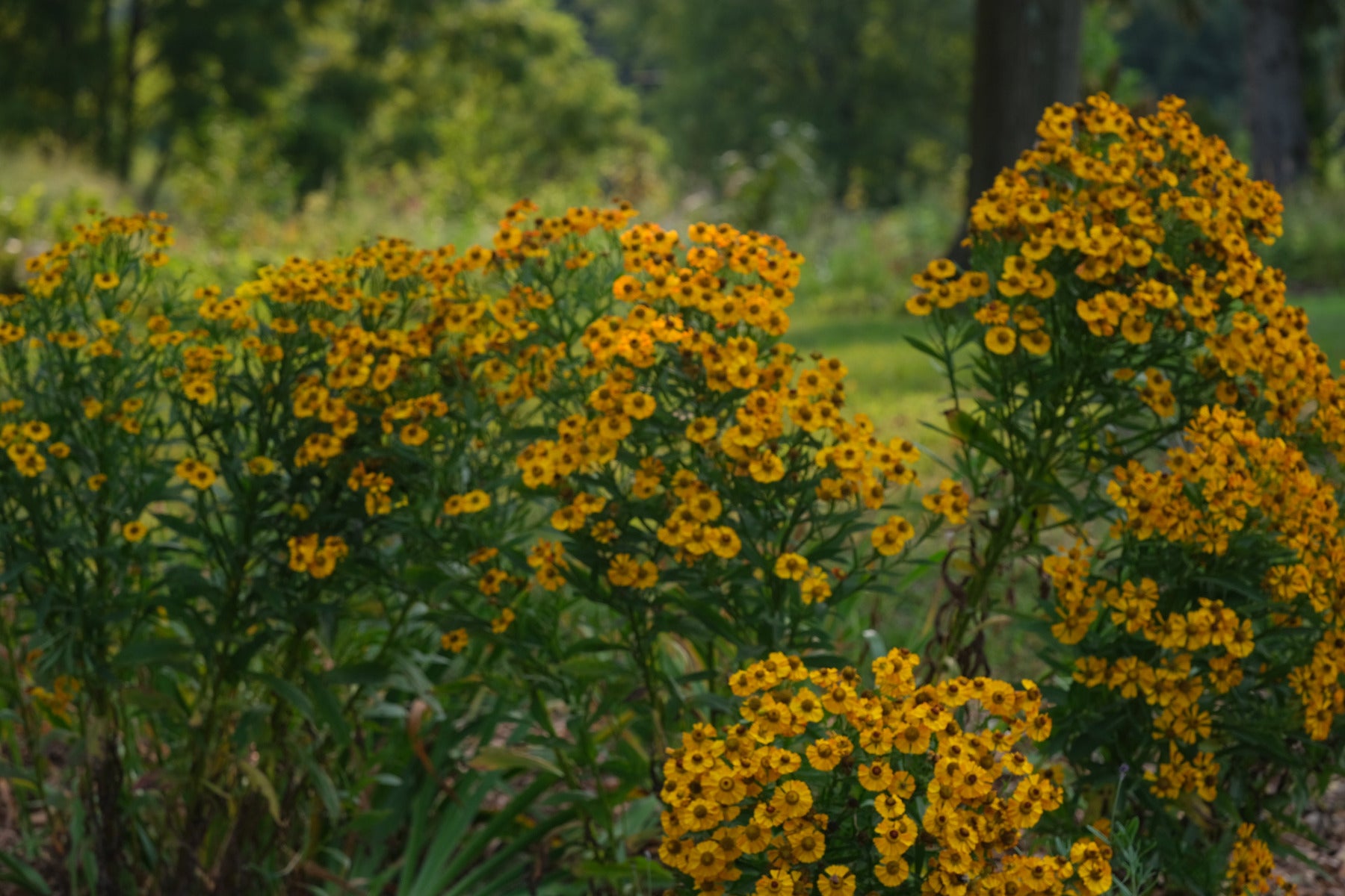 Yellow flowers of Helenium autumnale in the late summer garden with a blurred green background.