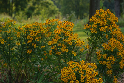 Yellow flowers of Helenium autumnale in the late summer garden with a blurred green background.