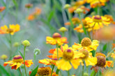 Helenium autumnale (sneezeweed) in full bloom