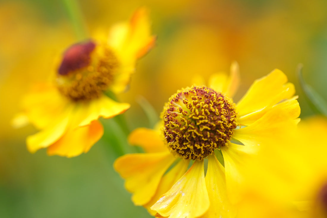 Helenium autumnale (sneezeweed)