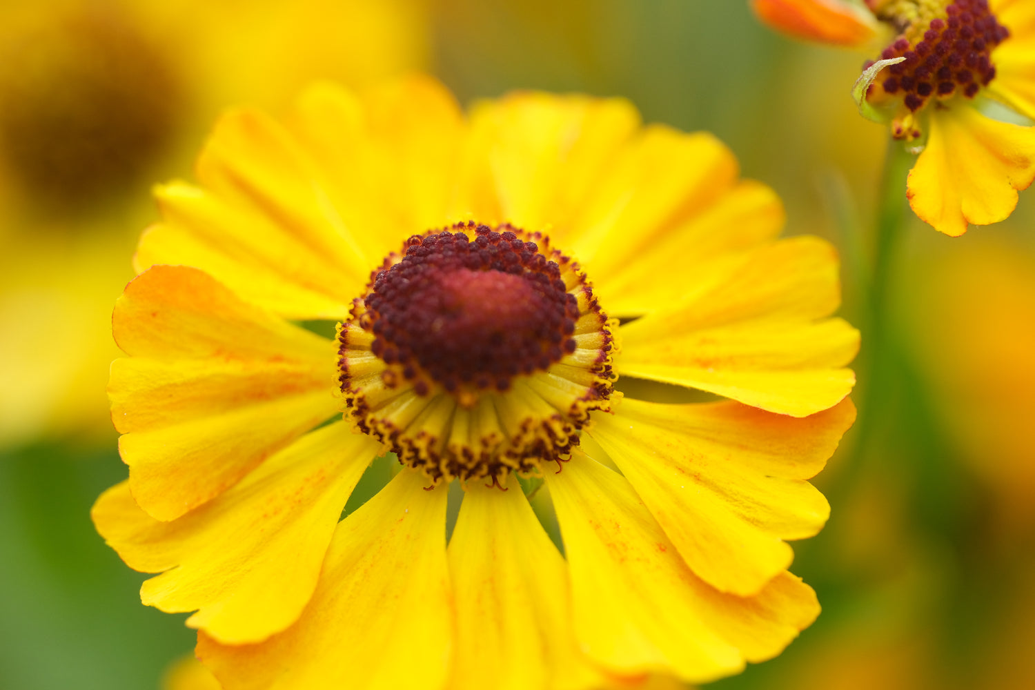 Helenium autumnale (sneezeweed) bloom