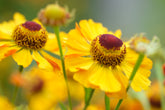 Helenium autumnale (sneezeweed) flowers