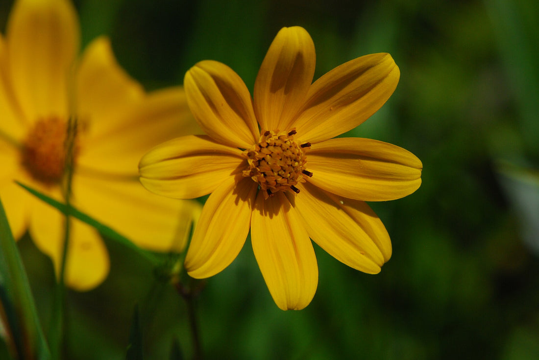 Helianthus giganteus | giant sunflower