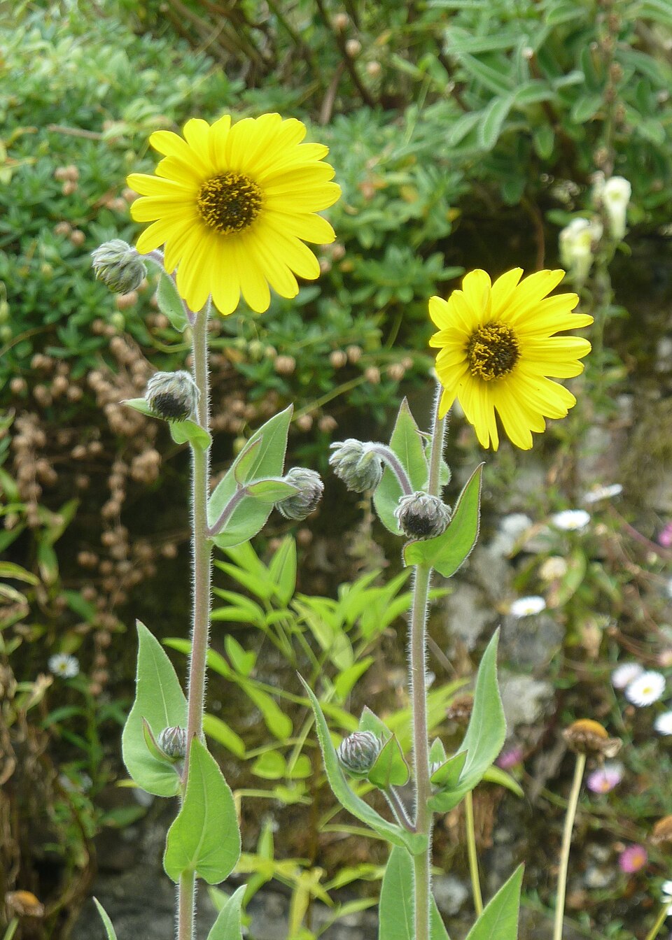 Two bright yellow Helianthus mollis, commonly known as downy sunflower, ashy sunflower, or hairy sunflower, flowers with green leaves against a natural background