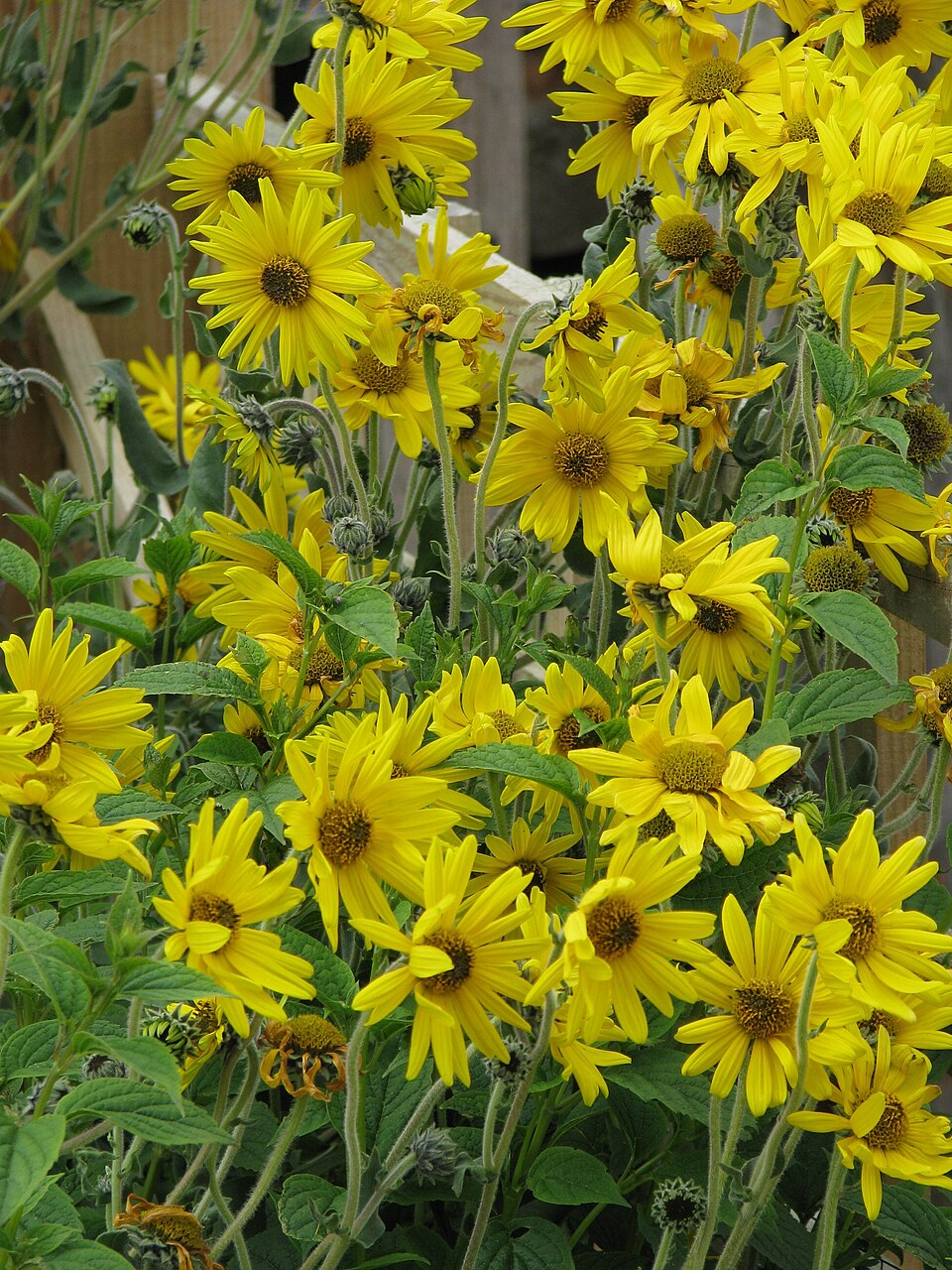 Bright yellow Helianthus mollis, commonly known as downy sunflower, ashy sunflower, or hairy sunflower, flowers with green leaves