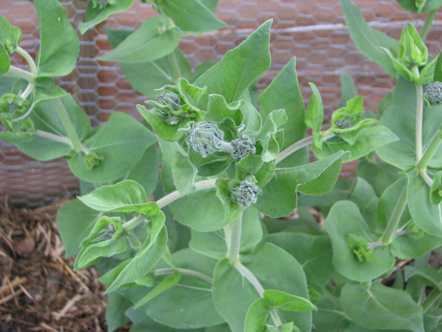 Close-up of green Helianthus mollis, commonly known as downy sunflower, ashy sunflower, or hairy sunflower, plants with a blurred background