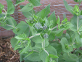 Close-up of green Helianthus mollis, commonly known as downy sunflower, ashy sunflower, or hairy sunflower, plants with a blurred background