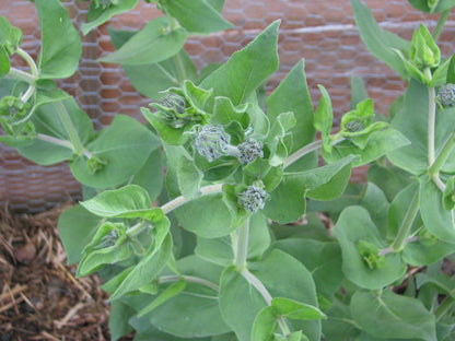 Close-up of green Helianthus mollis, commonly known as downy sunflower, ashy sunflower, or hairy sunflower, plants with a blurred background