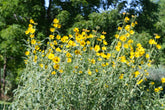 Helianthus maximiliani (Maximilian sunflower) in garden