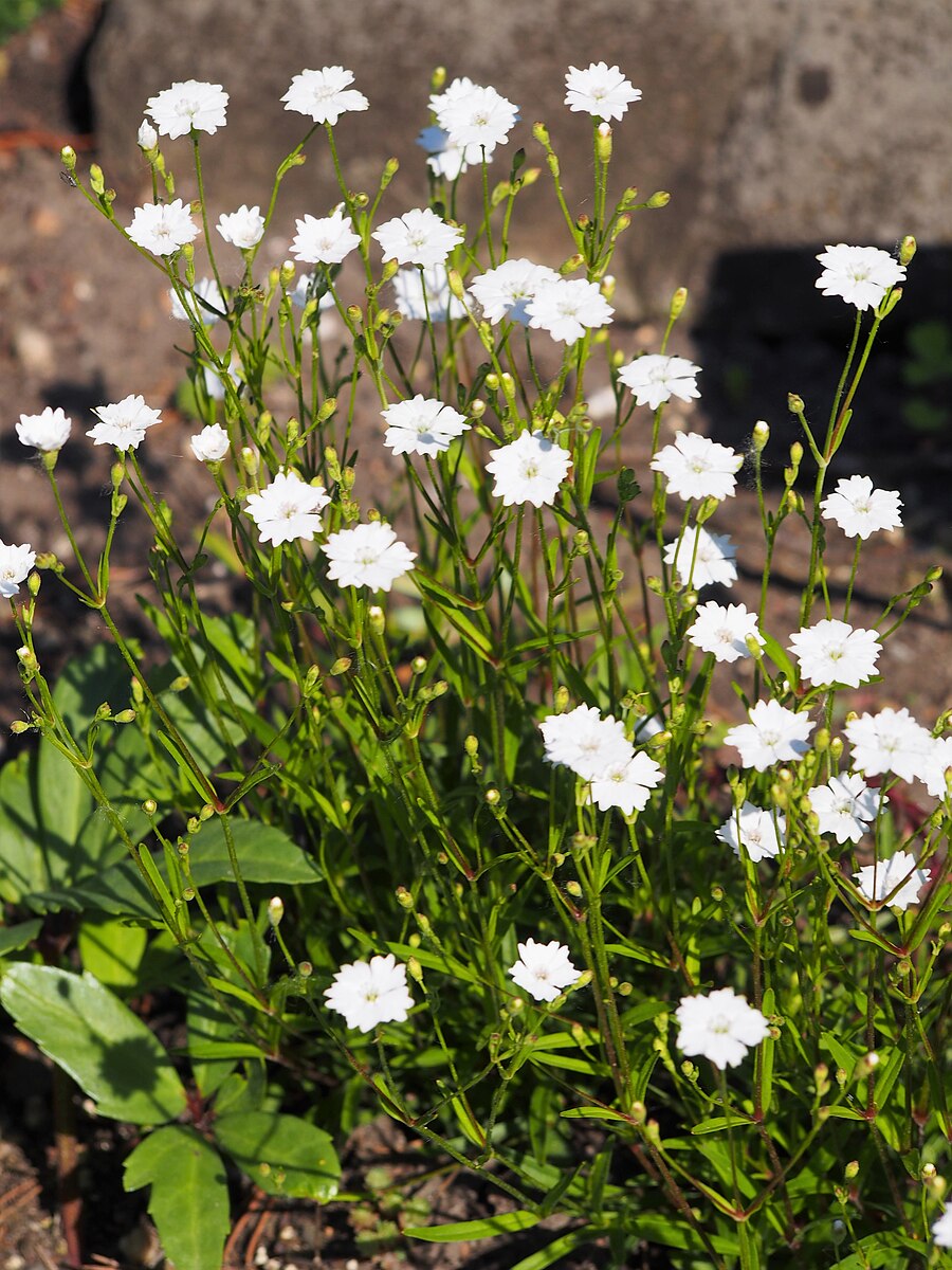 Silene alpestris | Alpine catchfly