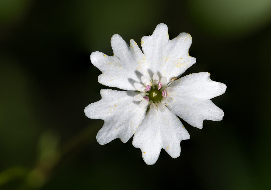 Silene alpestris | Alpine catchfly