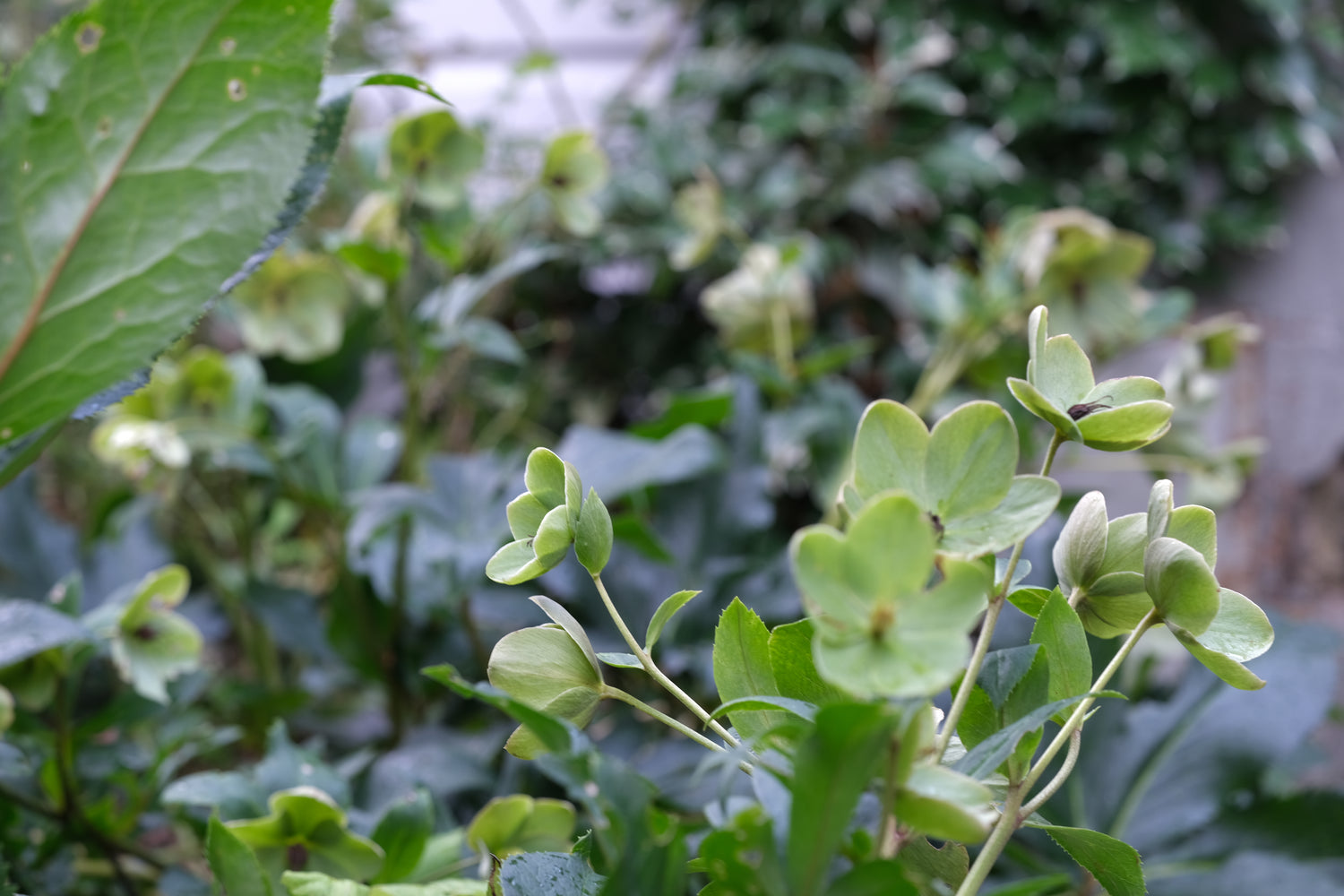 Hellebores in shade garden