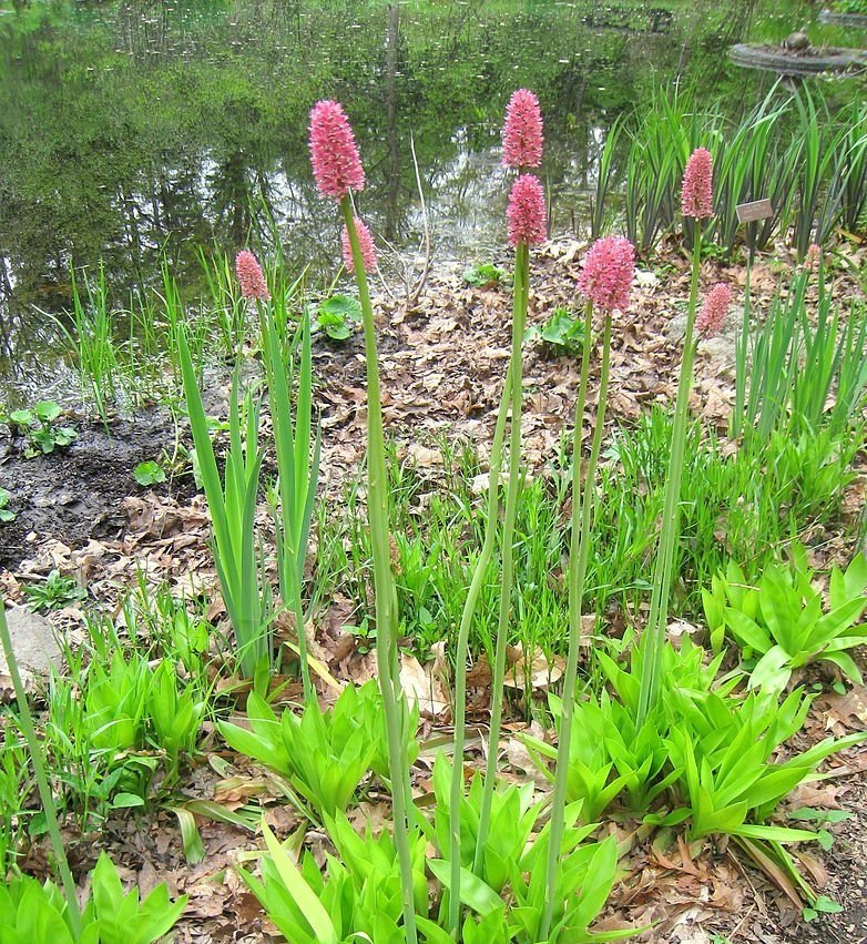 Helonias bullata (swamp pinks)