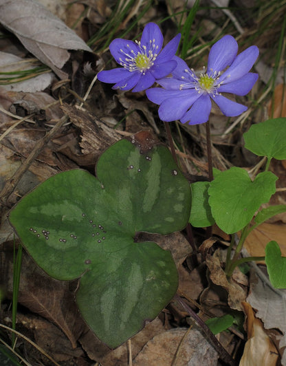 Anemone americana*