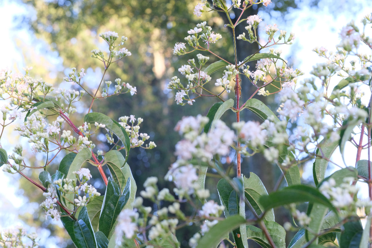 Heptacodium micinoides in bloom