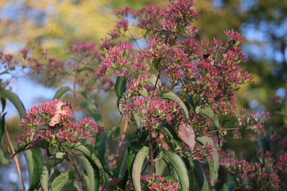 Heptacodium miconioides (seven-sons flower tree) fall seed heads