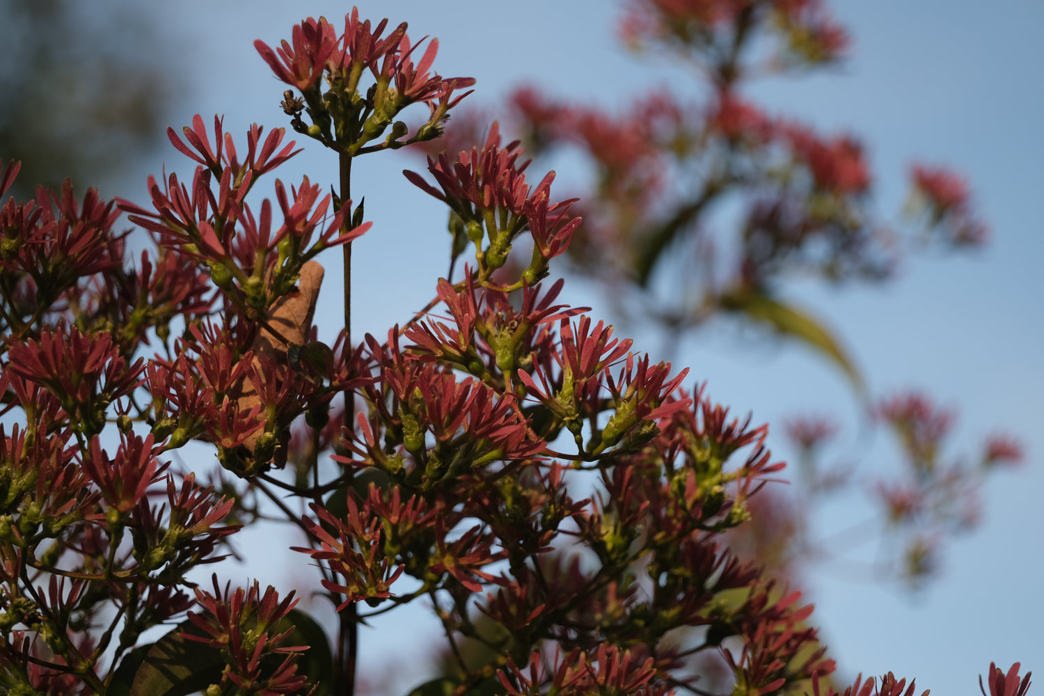 Heptacodium miconioides (seven-sons flower tree) autumn seed