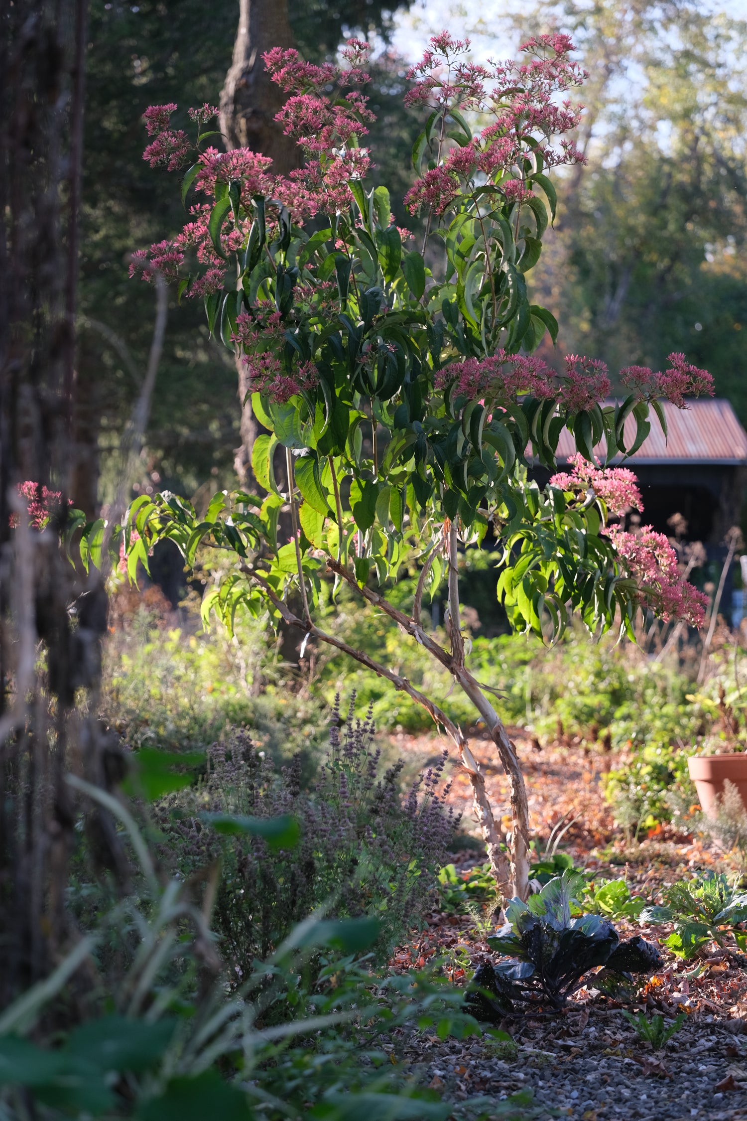 Heptacodium miconioides (seven-sons flower tree) in the autumn garden