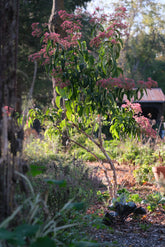 Heptacodium miconioides (seven-sons flower tree) in the autumn garden