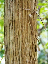 Heptacodium miconioides (seven-sons flower tree) bark