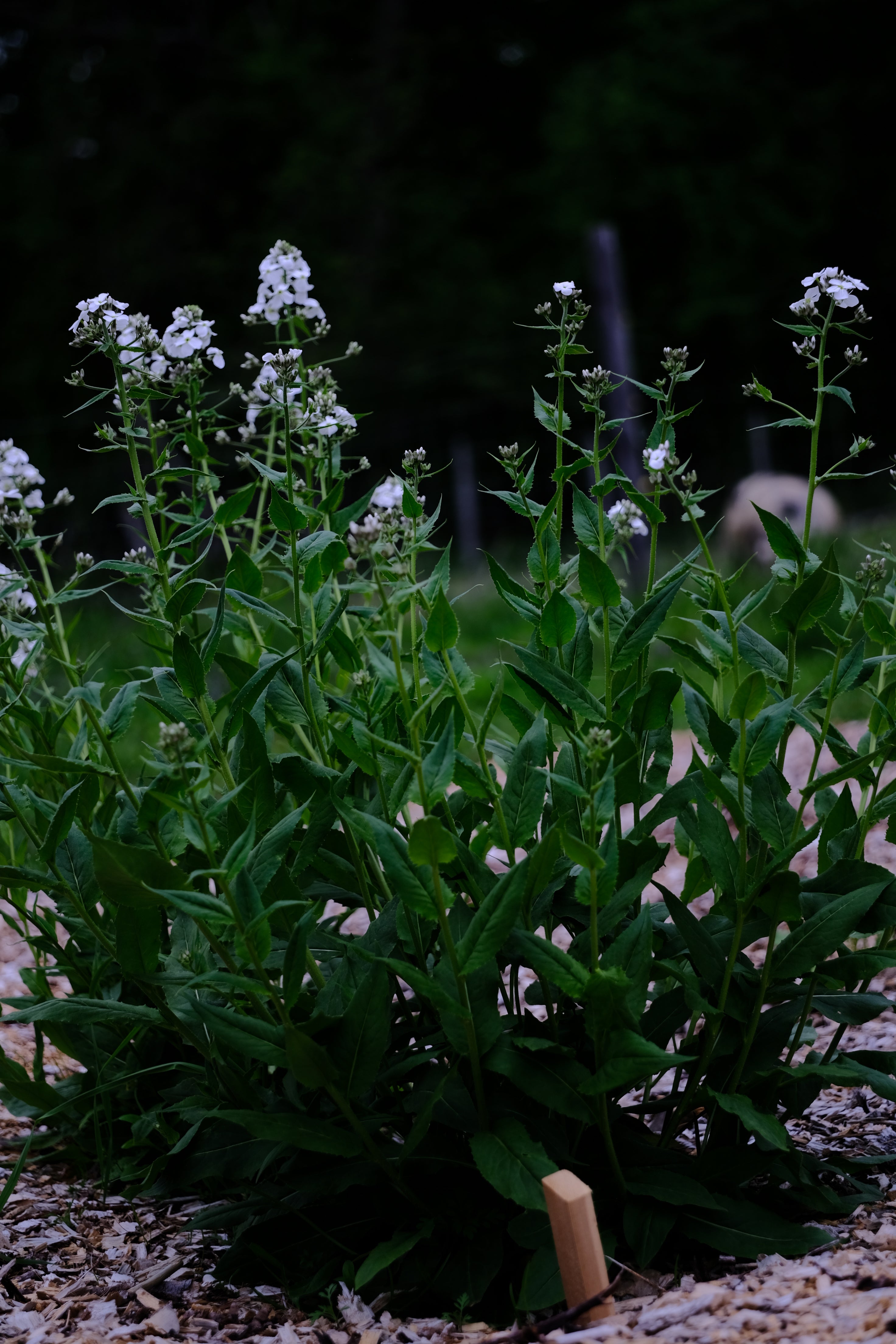 Hesperis matronalis var. albiflora (Dame's rocket) blooming at The Old Dairy Nursery