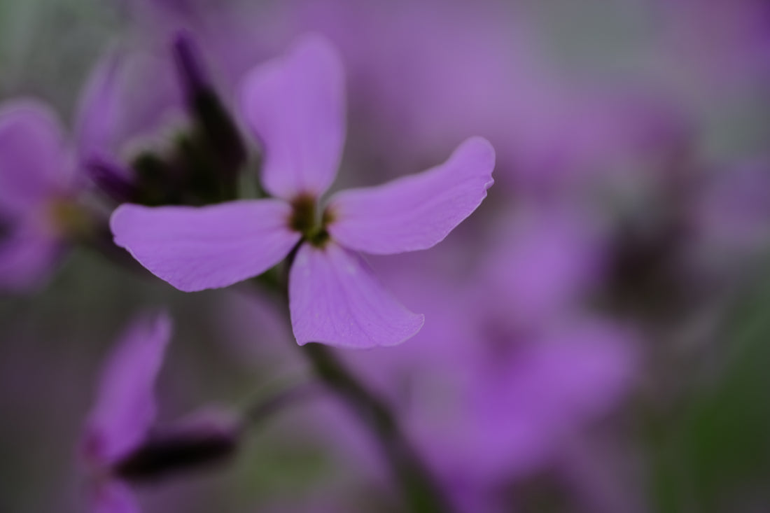 Hesperis matronalis (dame&